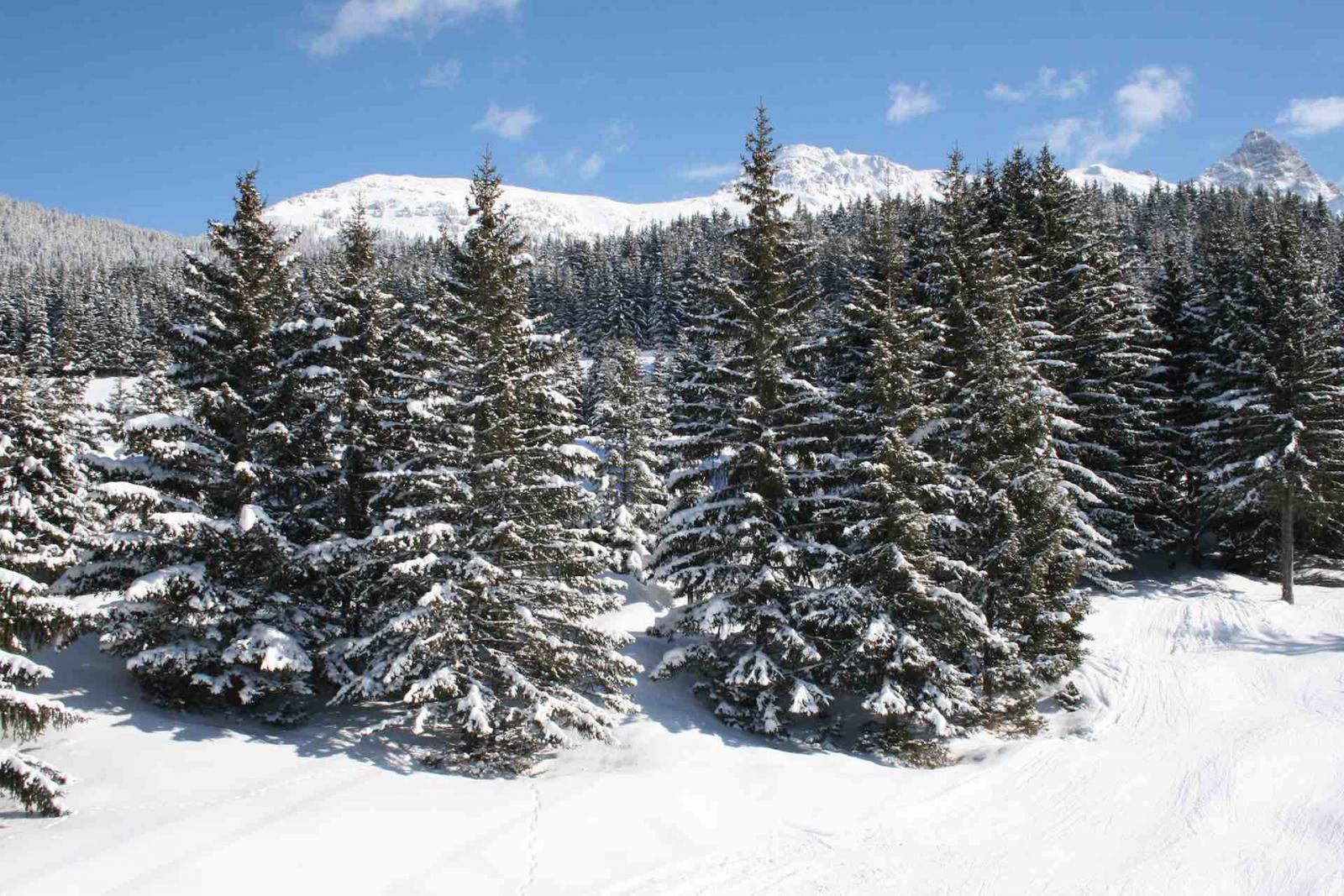 Fir Trees Under The Snow in Méribel